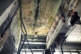 Best Attic Mold Removal in Farmingdale, NJ